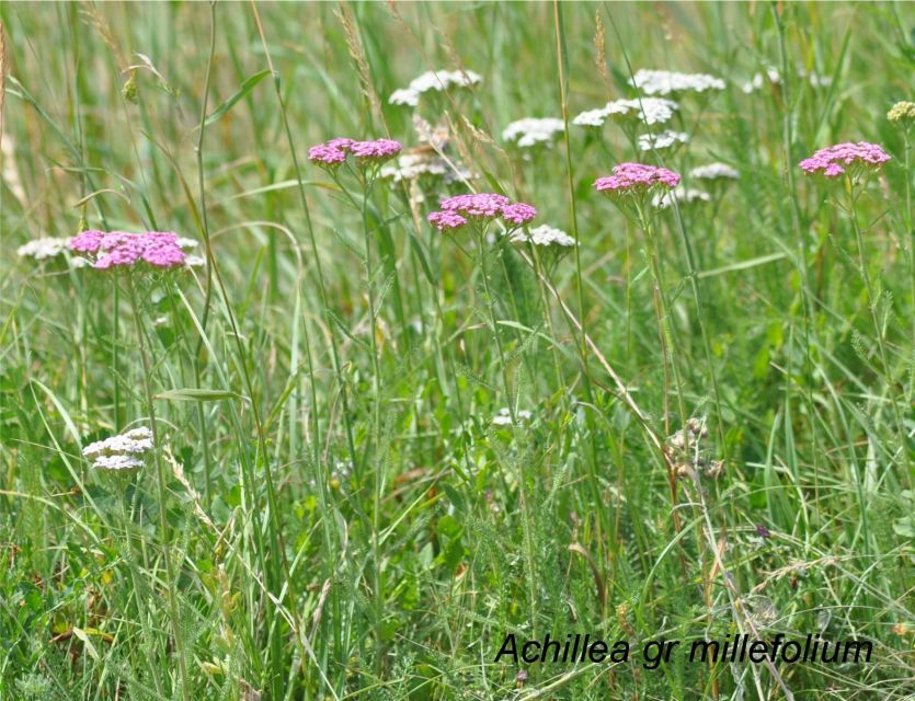 EDIBLE SPONTANEOUS PLANTS - Exploring Edible Spontaneous Plants