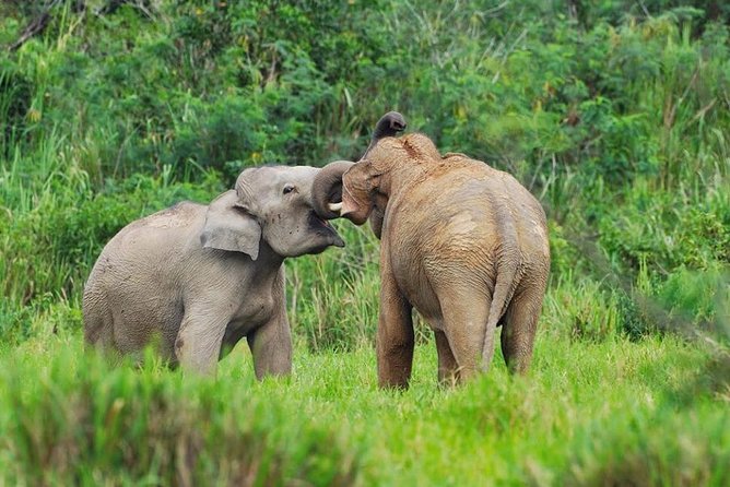 Elephant and Wildlife Watching in Kuiburi National Park - Private Afternoon Tour - Pickup and Logistics Information