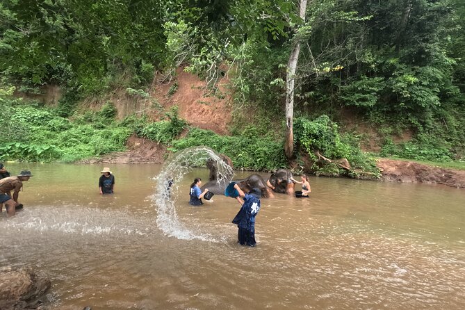 Elephant Care Program at Chiangmai Elephant Care - Whats Included in the Tour