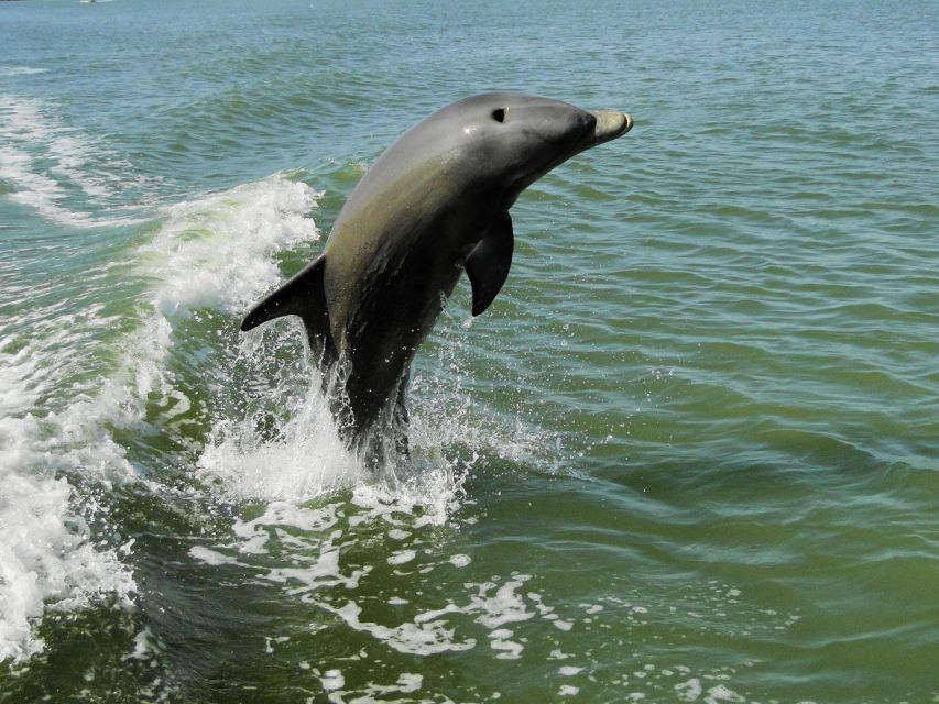 Everglades National Park: 2 Hour Dolphin & Birding Boat Tour - Manatees, Dolphins, and Sea Turtles