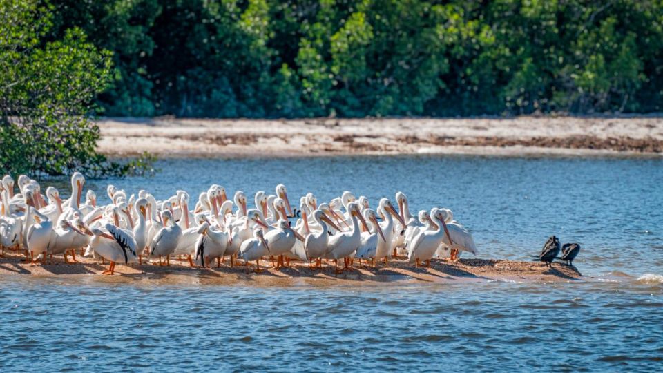 Everglades National Park: Pontoon Boat Tour & Boardwalk - Highlights of the Tour