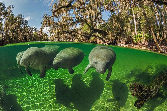 Exclusive Small Group VIP Heated Manatee Snorkel Tour - Tour Details