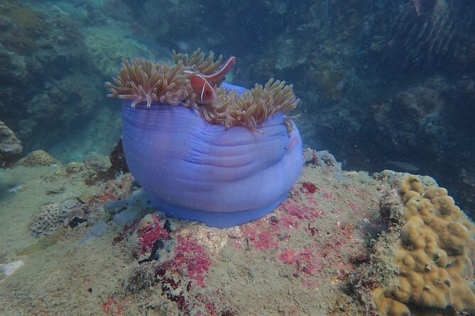 Explore Nha Trang Bay: Half-Day Snorkeling Adventure Tour - Inclusions and Highlights