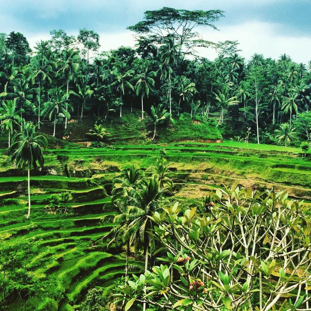 Explore Ubud - Ubud Monkey Forest