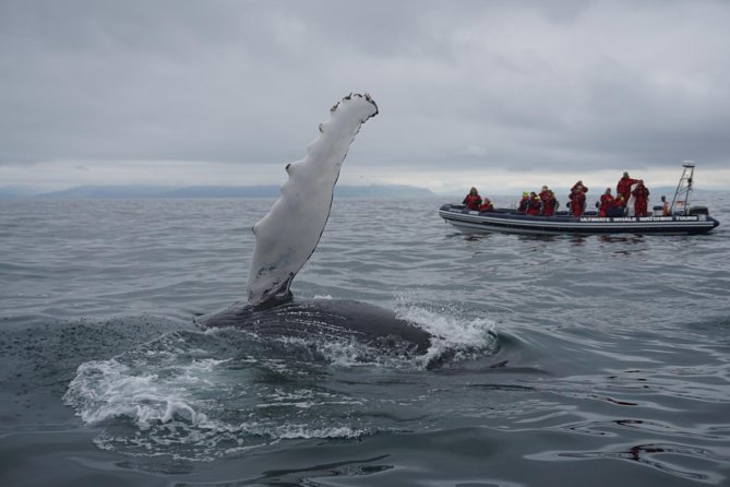Express Whale Watching by RIB Boat From Akureyri - Inclusions in the Tour Package
