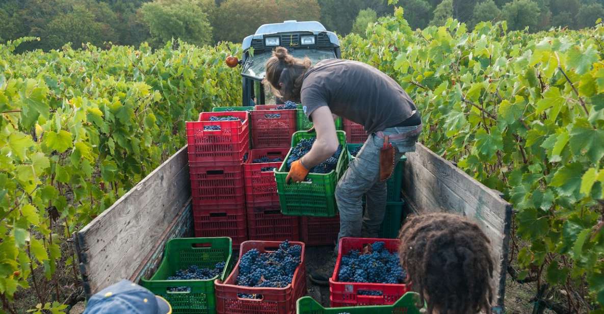 Florence: Chianti Classico Wine Region PRIVATE Tasting Trip - Highlights of the Private Experience