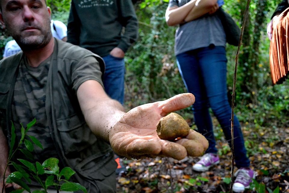 Florence: Truffle Hunting, Food, and Wine Tour for Gourmet - Itinerary Overview