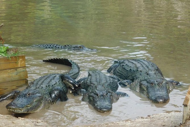 Florida Everglades Airboat Tour and Wild Florida Admission With Optional Lunch - Airboat Ride Options