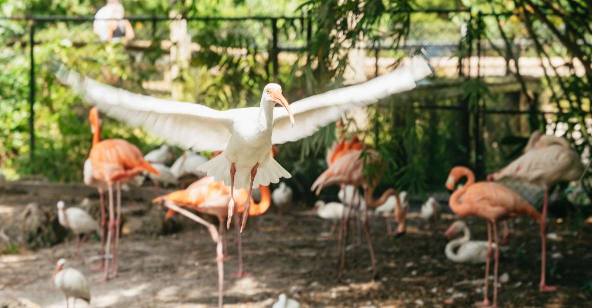 Fort Lauderdale: Flamingo Gardens Entry Ticket - Key Attractions at Flamingo Gardens