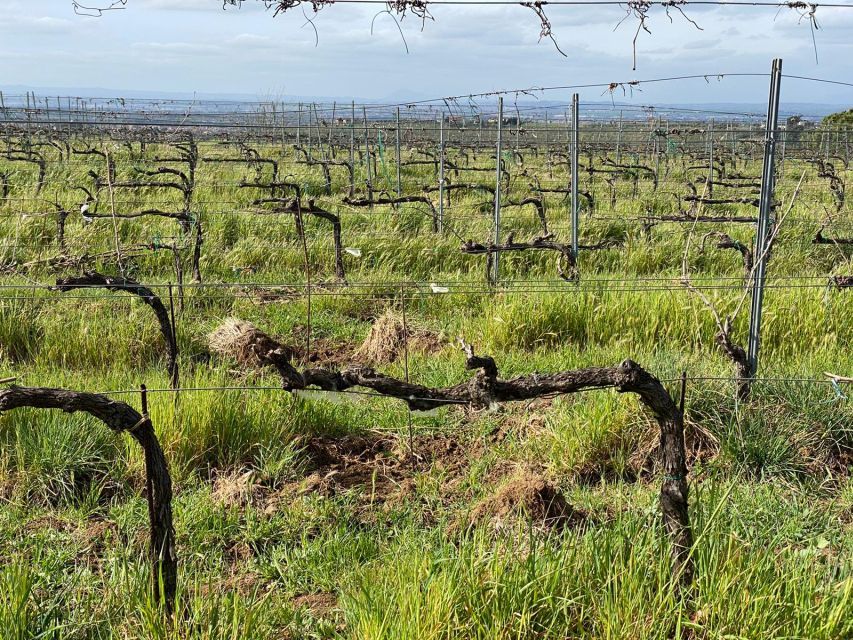 Frascati: E-Bike Tour With Wine Tasting - E-Bike Adventure in Castelli Romani