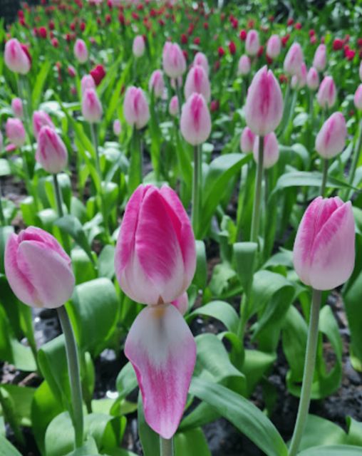 From Bangkok: Tulip Garden - Itinerary Details