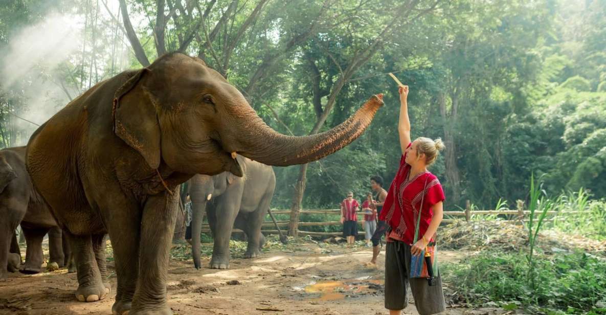 From Chiang Mai: Kerchor Eco Elephant Park Tour - Activities at the Park