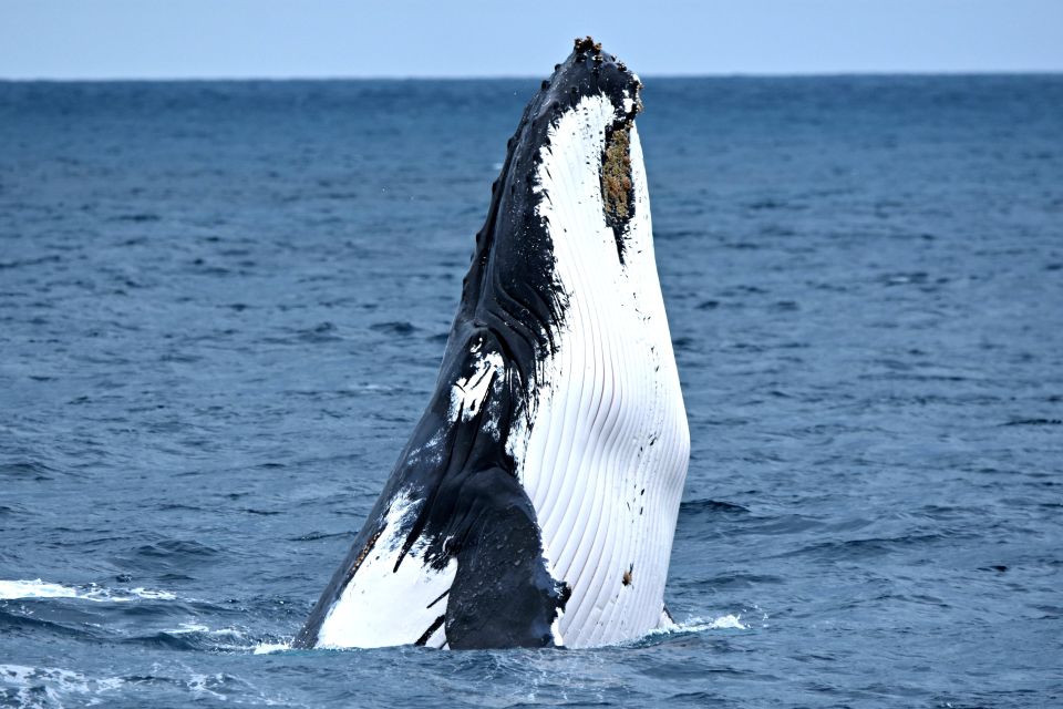 From Fremantle: 2-Hour Luxury Whale-Watching Cruise - Highlights of the Experience