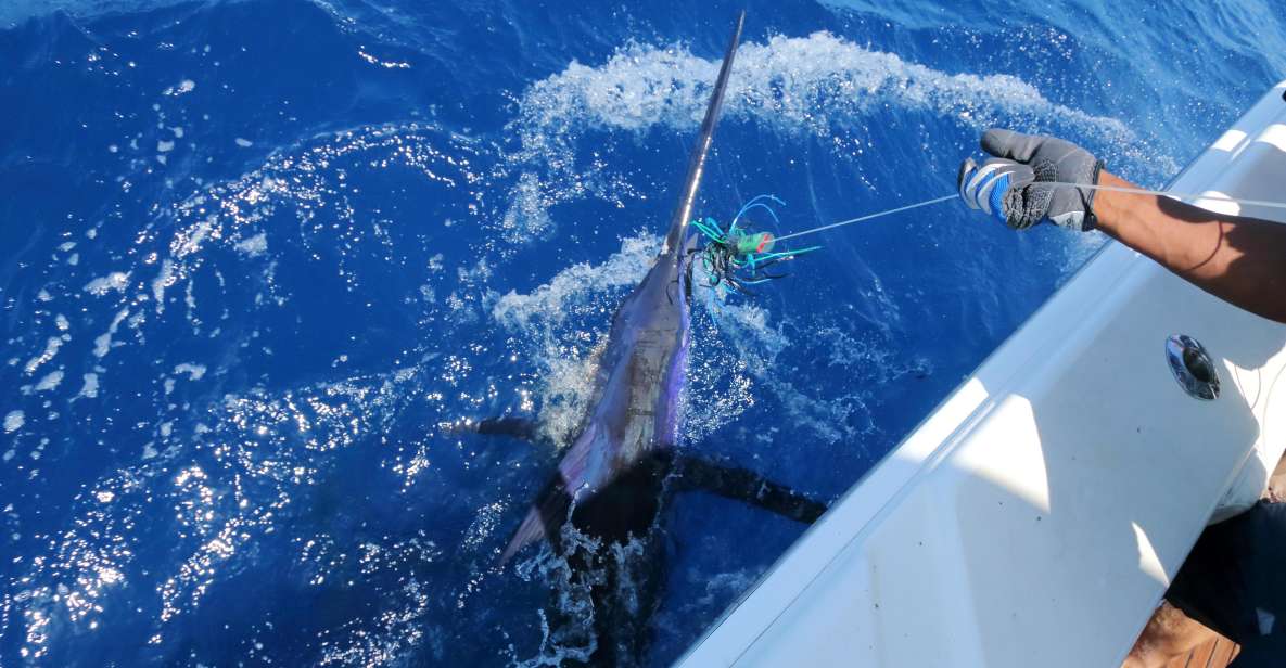 From Funchal : Big Game Fishing Boat Trip - Highlights of the Excursion