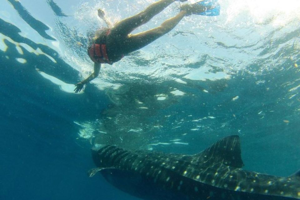 From Holbox Island: Whale Shark Tour - Highlights of the Tour