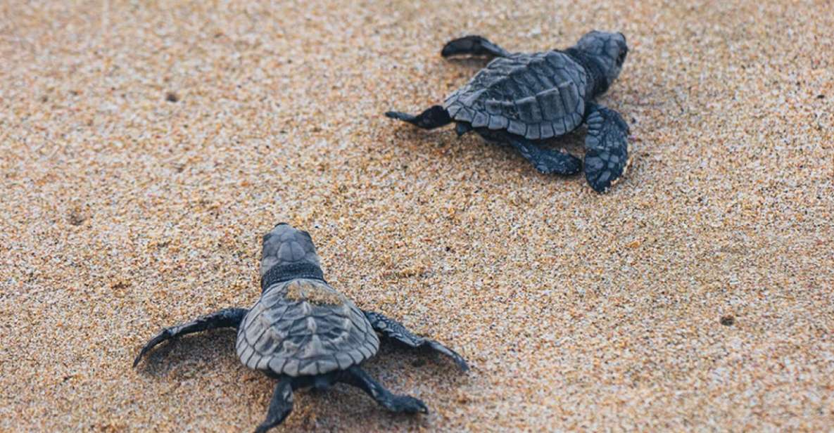 From Huatulco:Turtle Release and Bioluminescence Tour - Turtle Sanctuary and Baby Turtle Release