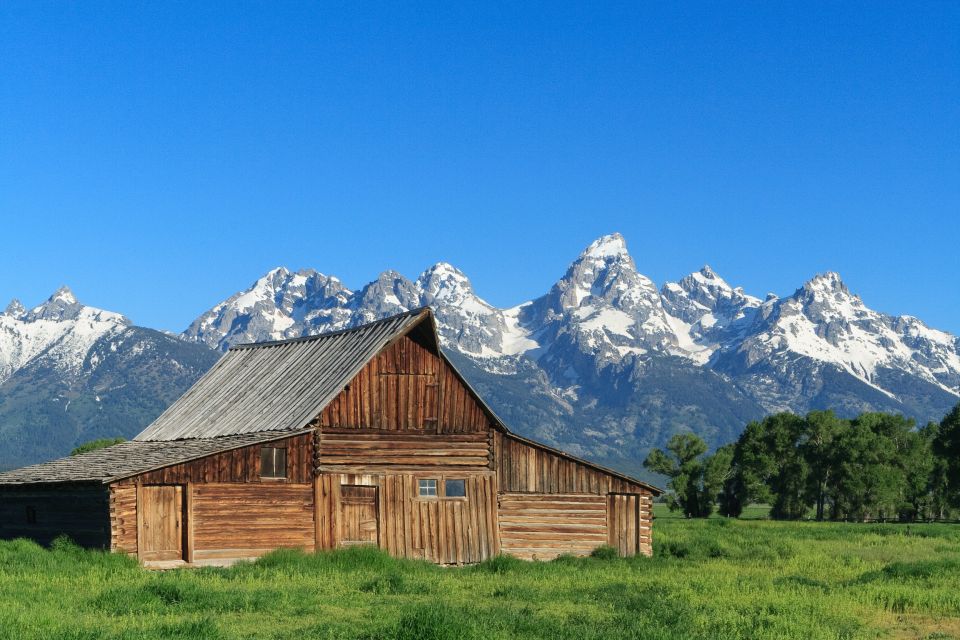 From Jackson Hole: Half-Day Grand Teton Wildlife Tour - Highlights of the Experience