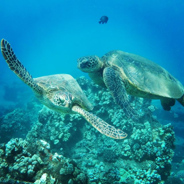 From Kaanapali: Afternoon West Maui Snorkeling & Sea Turtles - Snorkeling Equipment and Amenities