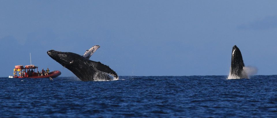 From Kihei: Guided Humpback Whale Migration Cruise - Tour Duration and Timings