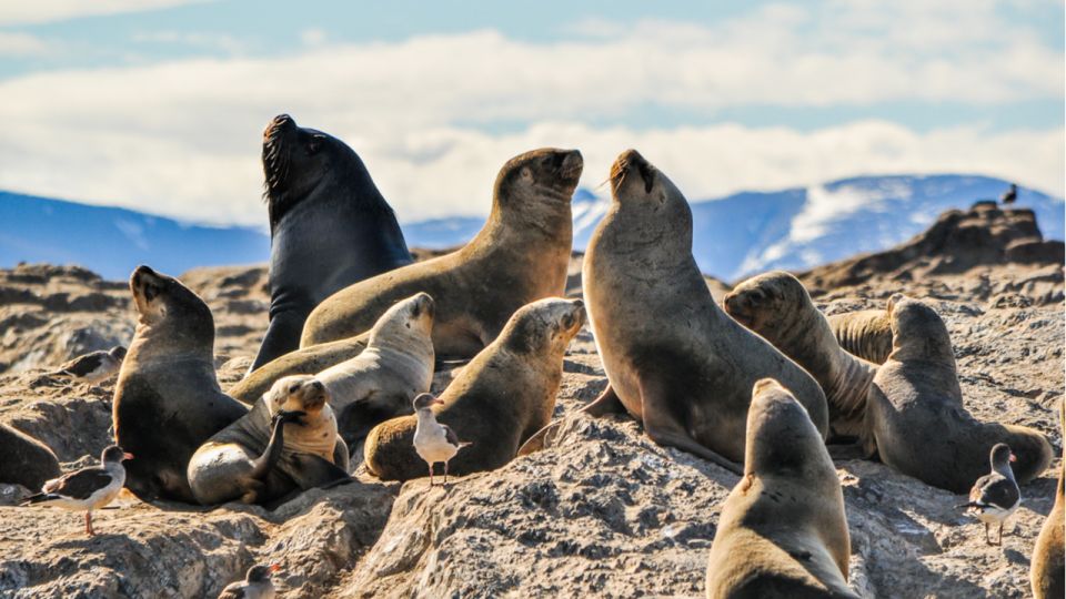 From La Paz: Swim With Sea Lions & Espíritu Santo Boat Tour - Languages and Tour Type