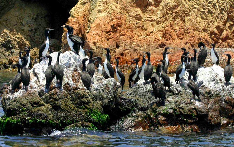 From Lima: Ballestas Islands & Huacachina Oasis & Buggy Tour - Ballestas Islands Exploration