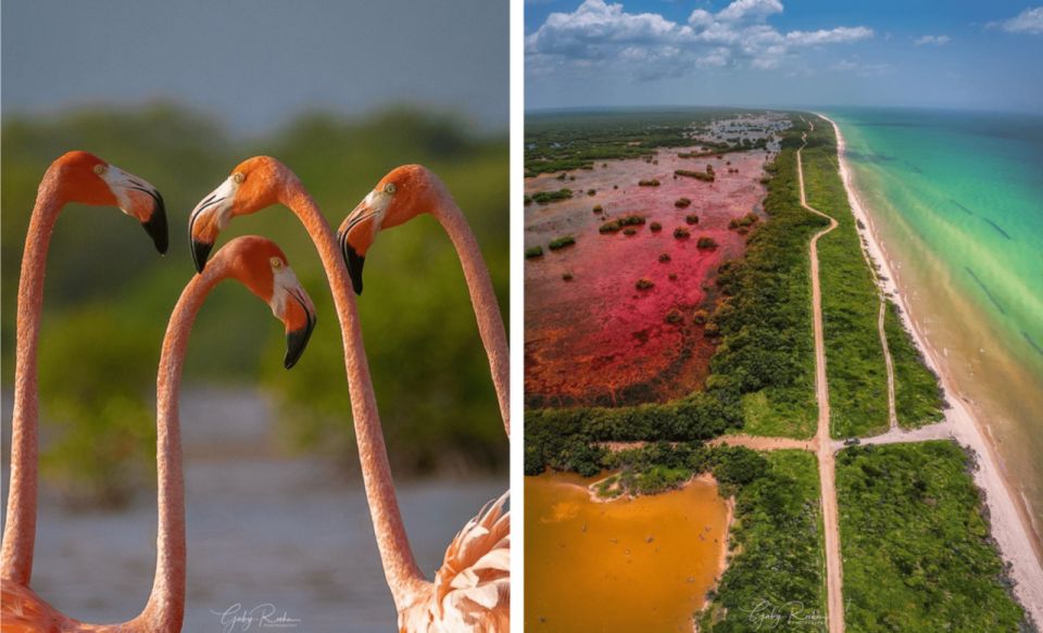 From Mérida: Sisal 3 Ecosystems - Explore Three Ecosystems