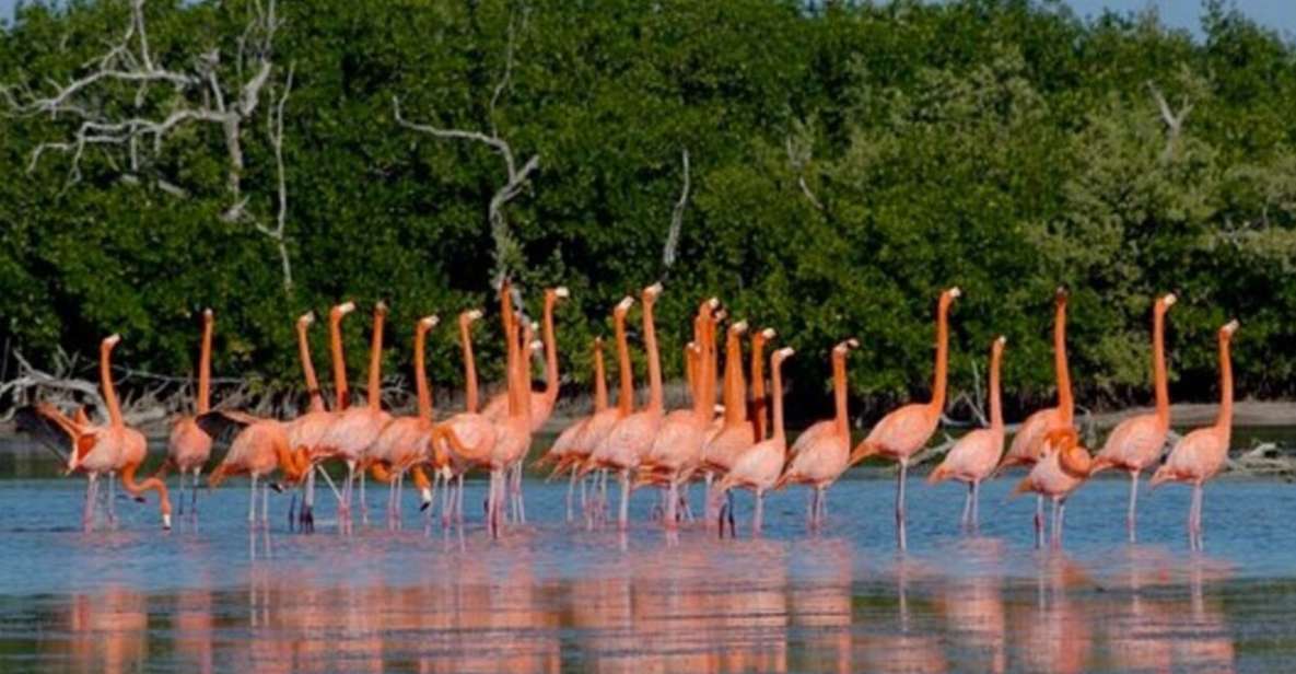 From Merida: The Sisal Spring - Highlights