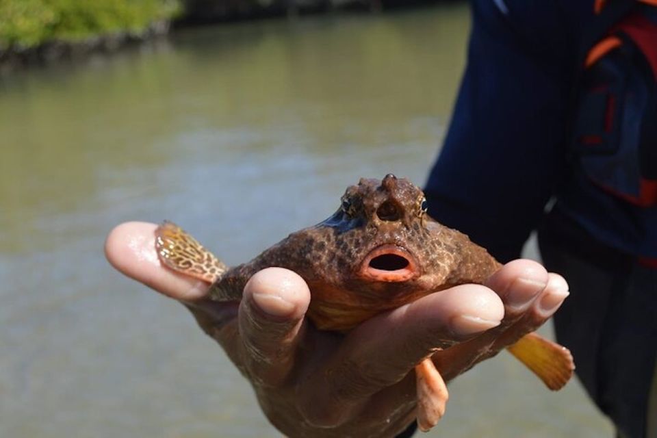 From Naples, FL: Marco Island Mangroves Kayak or Paddle Tour - Activity Options