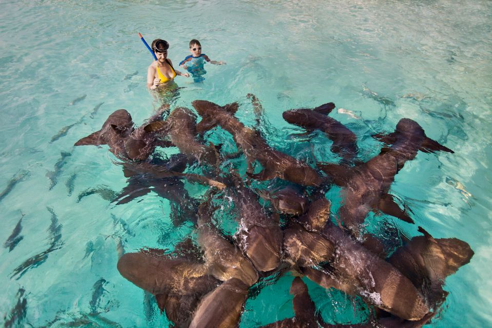 From Nassau: Exuma Swimming Pigs, Sharks and More - Highlights of the Day