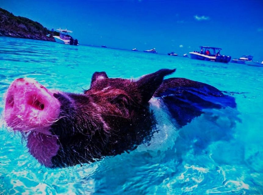 From Nassau:Air-Sea Promotion Breathtaking TourSwimming Pigs - Key Highlights