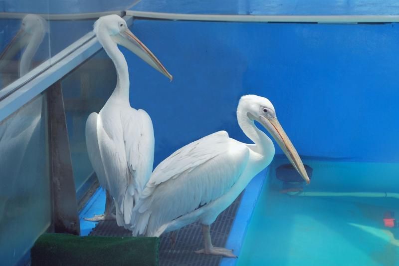 From Orlando: Clearwater Beach and Marine Aquarium Admission - Clearwater Marine Aquarium