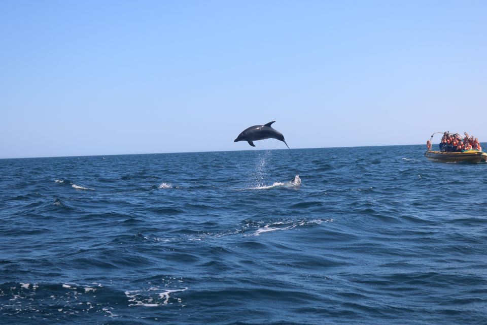 From Portimão: Dolphin Watch & Lagos Coastline With Biologist - Meeting Point