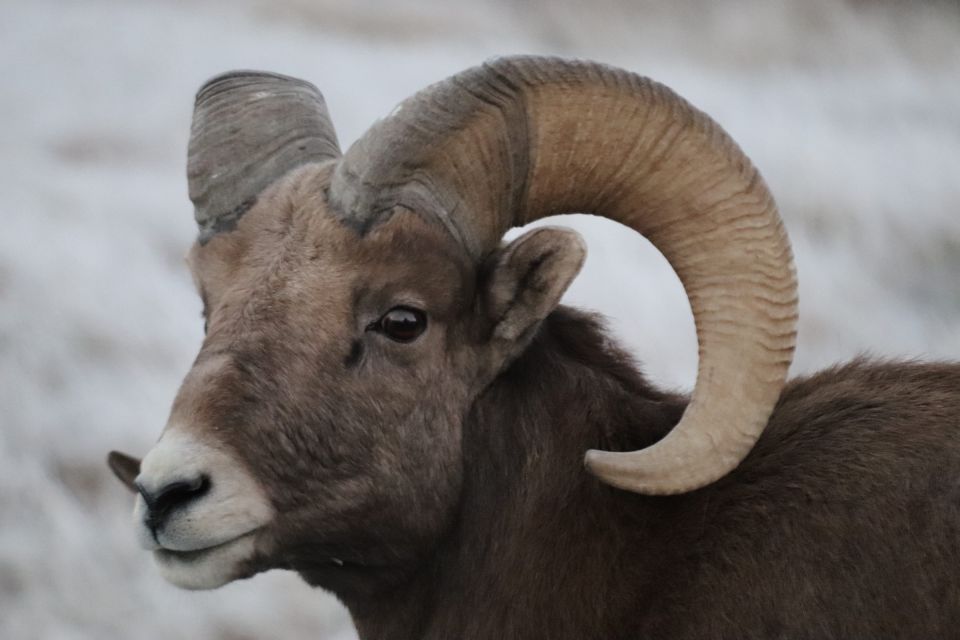 From Rapid City: Badlands National Park Trip With Wall Drug - Price and Duration