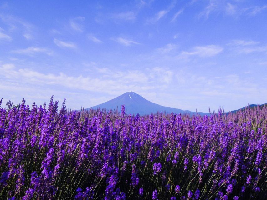 From Shinjuku: Mt. Fuji Panoramic Ropeway and Fruit Picking - Highlights