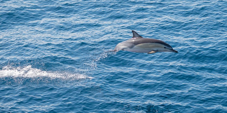 From Tauranga: Half-Day Swimming With Dolphins Tour - Tour Details