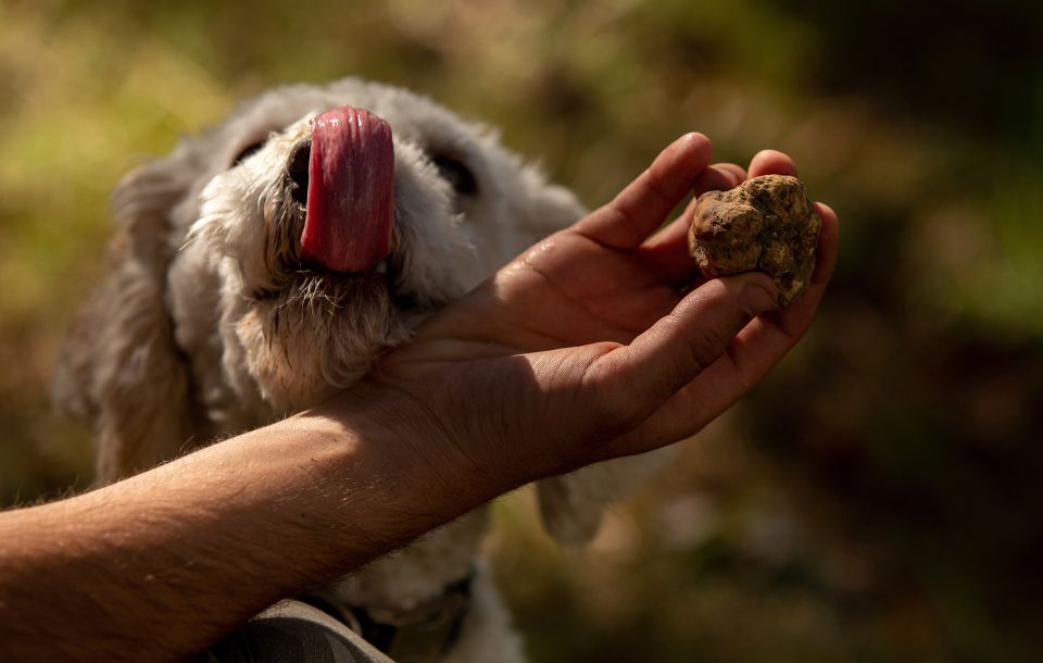 From Tortona: Piedmont Truffle Hunting Experience - Truffle Hunting Introduction