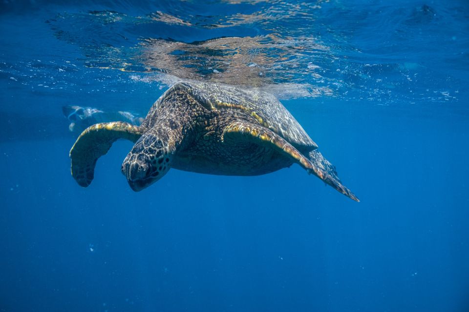 From Waikiki: Turtle Canyons Snorkeling Tour - Snorkeling Excursion Details