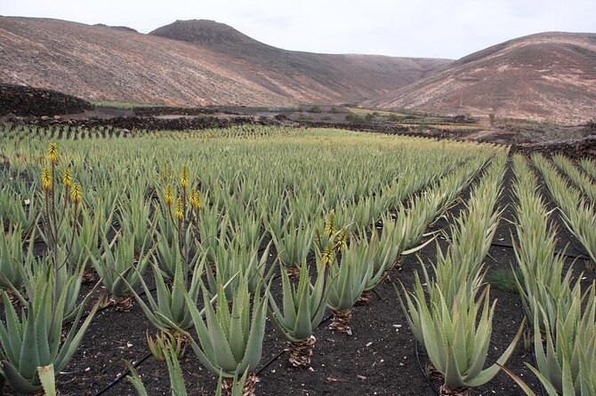 Full-Day Aruba History and Must-See Landmarks Tour - Itinerary and Highlights