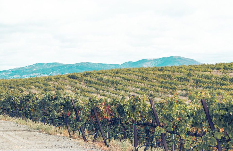 Full-Day Inclusive Wine Tasting Tour From Santa Barbara - Tour Experience