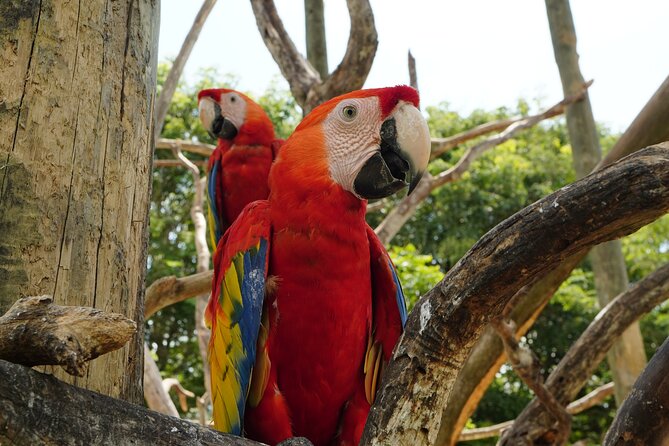 Full-Day Tour Isla Baru - National Aviary of Colombia and Playa Blanca - Meeting and Pickup Locations