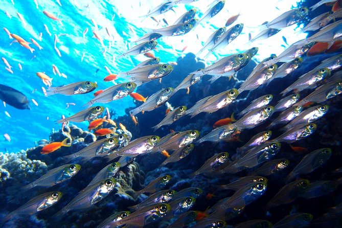 Fun Dives For Certified Divers - Dive Trip Details