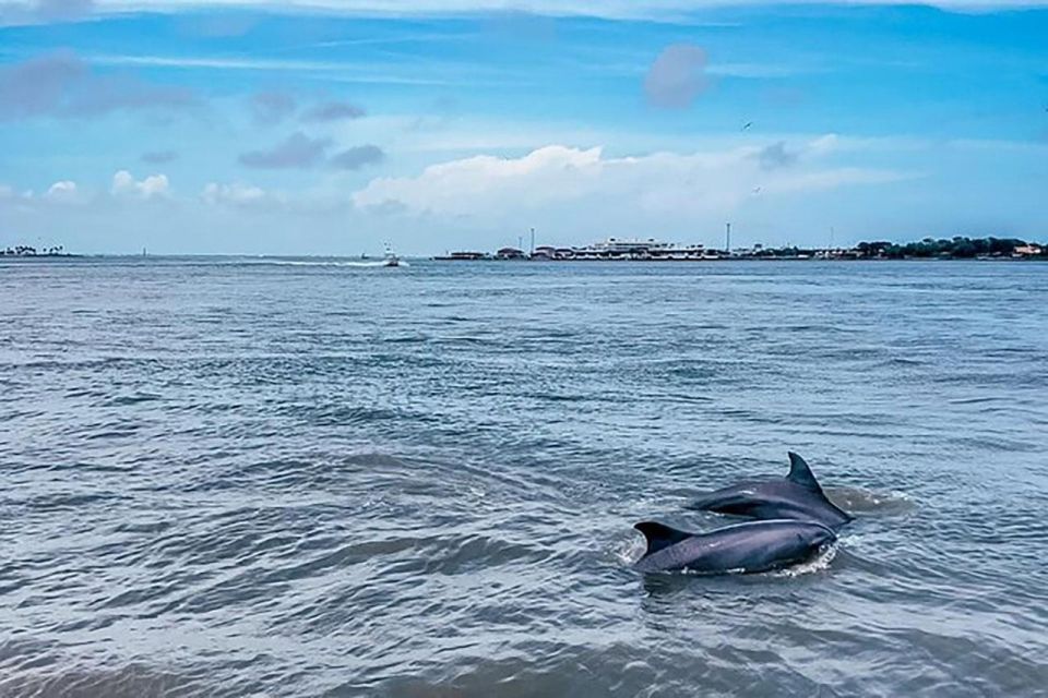 Galveston: Dolphin-Watching Cruise - Guaranteed Dolphin Sightings