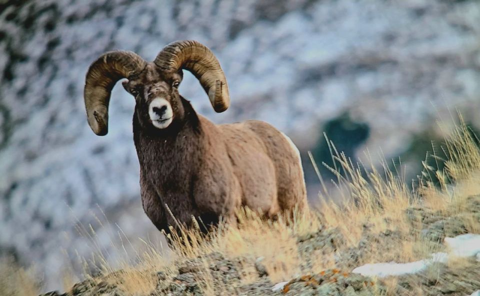 Gardiner: Yellowstone National Park Half Day Guided Hike - Tour Description