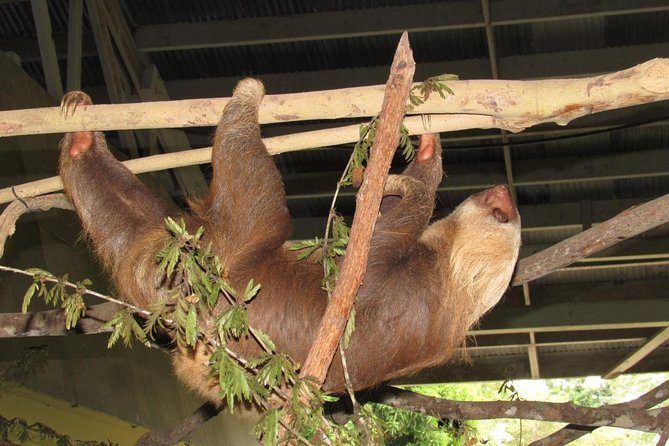 Gatun Lake & Panama Canal Wildlife Boat Tour and Sloth Sanctuary - Wildlife Encounters