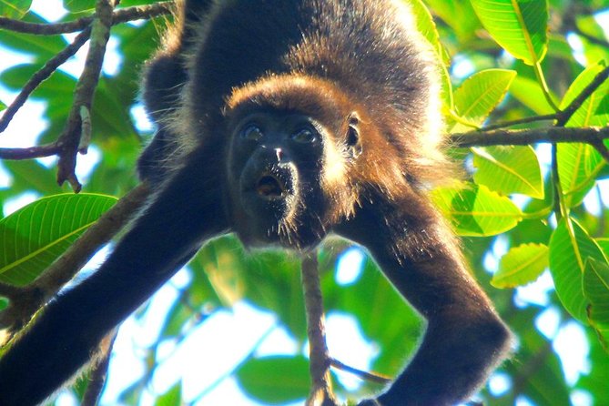 Gatun Lake Wildlife Tour From Panama City - Wildlife Encounters