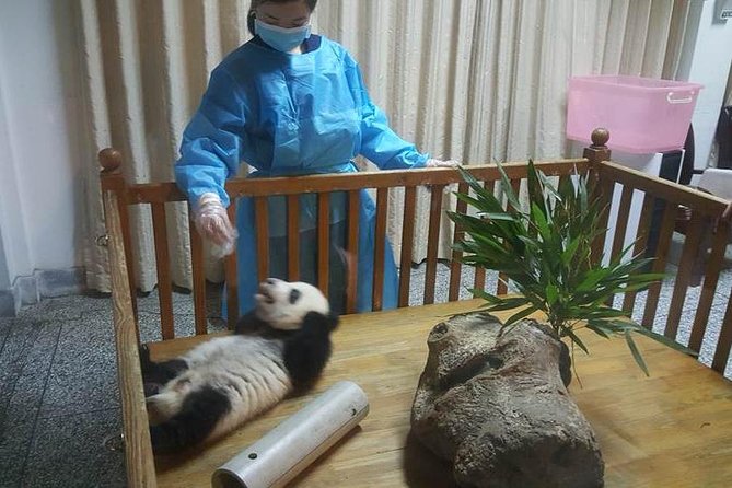Giant Panda and Buddha 1 Day Tour - Highlights of the Chengdu Panda Center