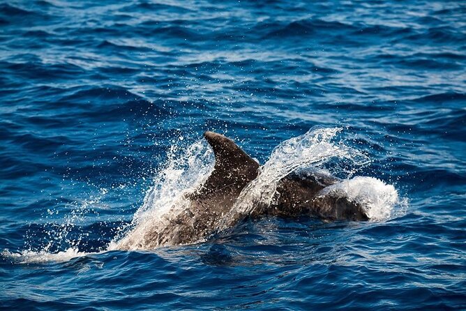 Glass Bottom Boat Tour & Snorkeling in São Miguel, Azores - Meeting and Pickup Details
