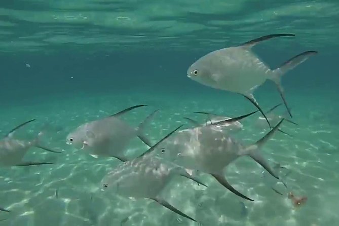 Grand Turk - Amazing Wall Snorkeling Tour - Accessibility Information