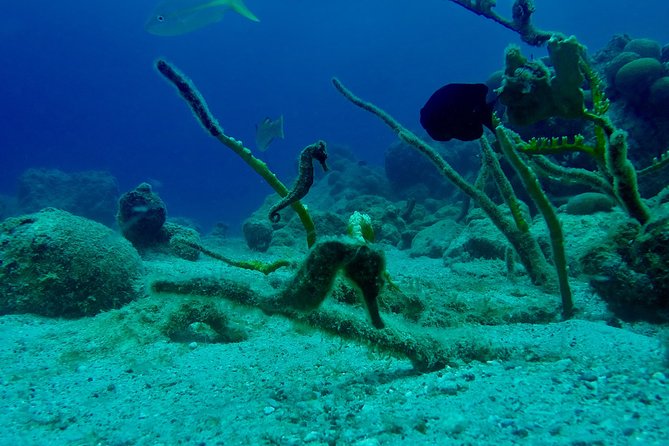 Guided Shore Dive for Certified Divers at The Wall, Blue Bay Curacao - Schedule and Availability