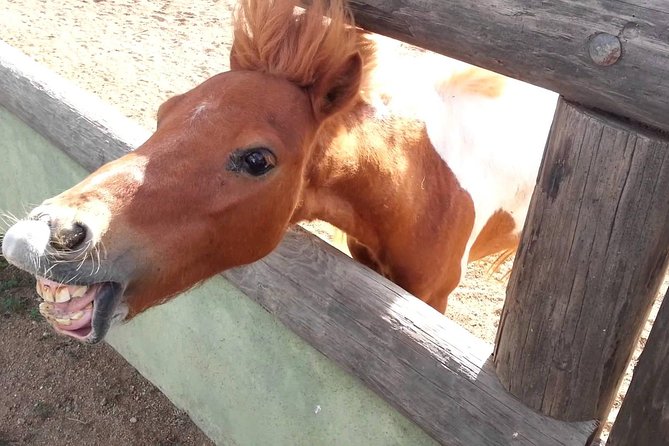Half-Day Aruba Animal Sanctuary Guided Tour - Itinerary and Activities